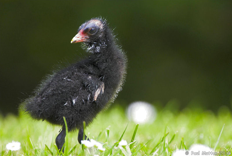 Moorhen Chick Looking Behind T2E9391 01