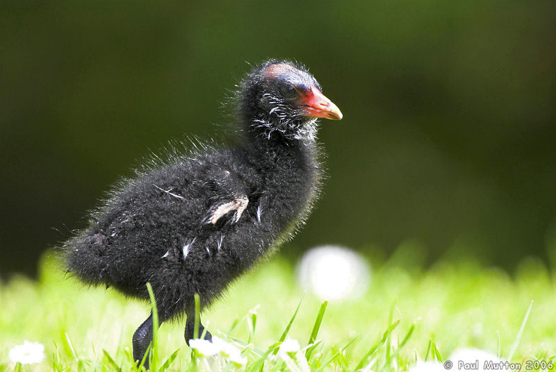 Moorhen Chick Side Profile T2E9392 01