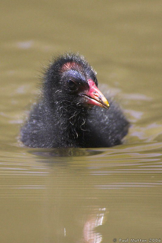 Moorhen Chick Swimming T2E9448 01