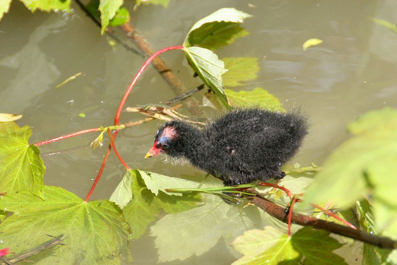 Moorhen above water