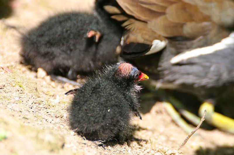 Moorhen chick with stubby wings