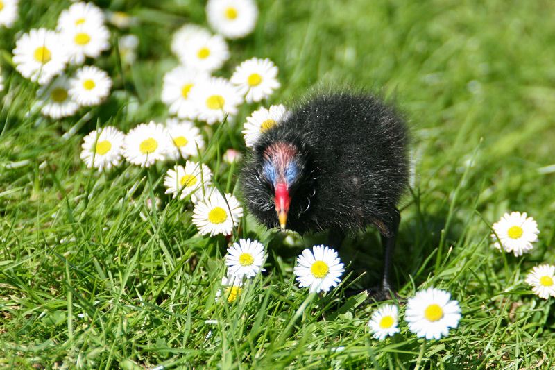 Moorhen in the daisies