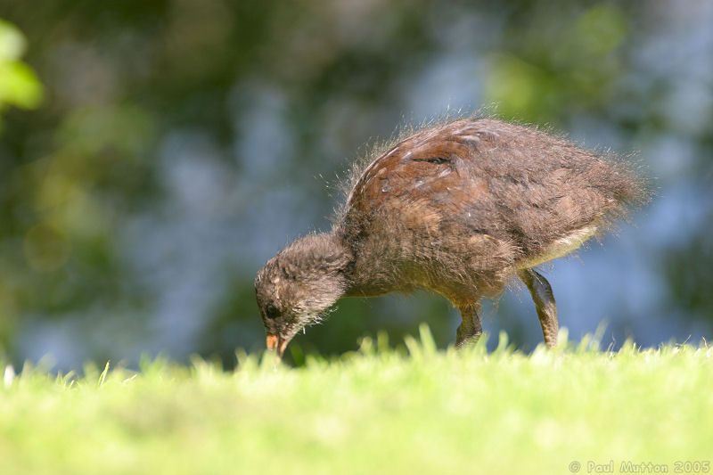 growing moorhen