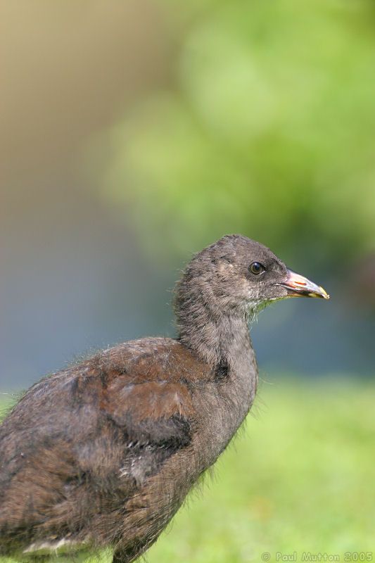 growing moorhen 2