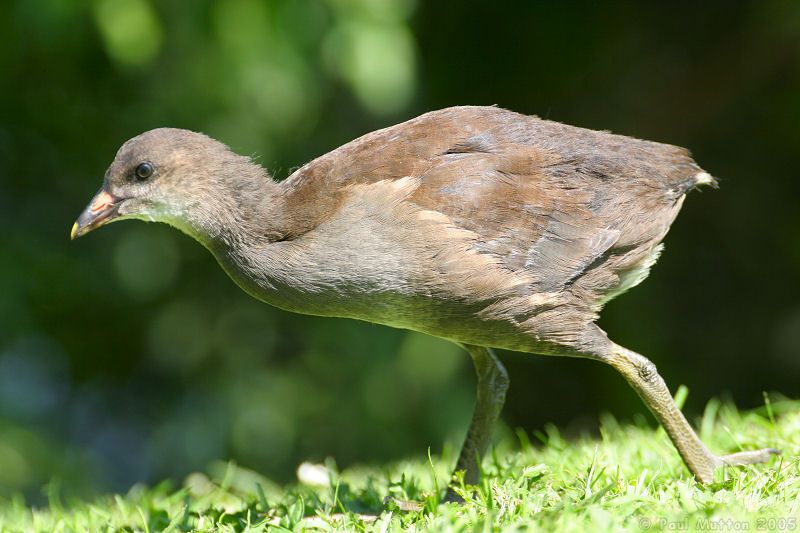 growing moorhen chick running