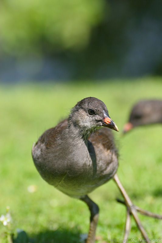 growing moorhen moving