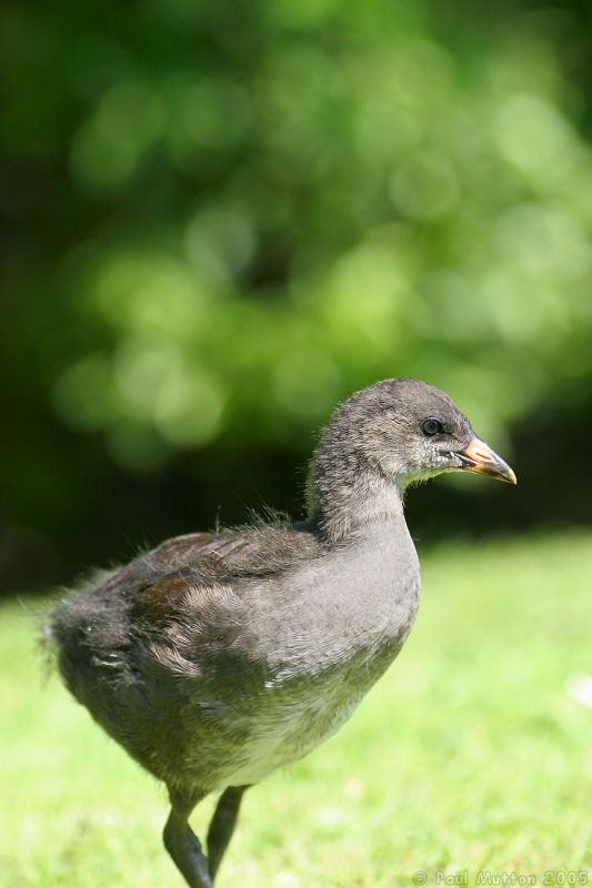 growing moorhen portrait