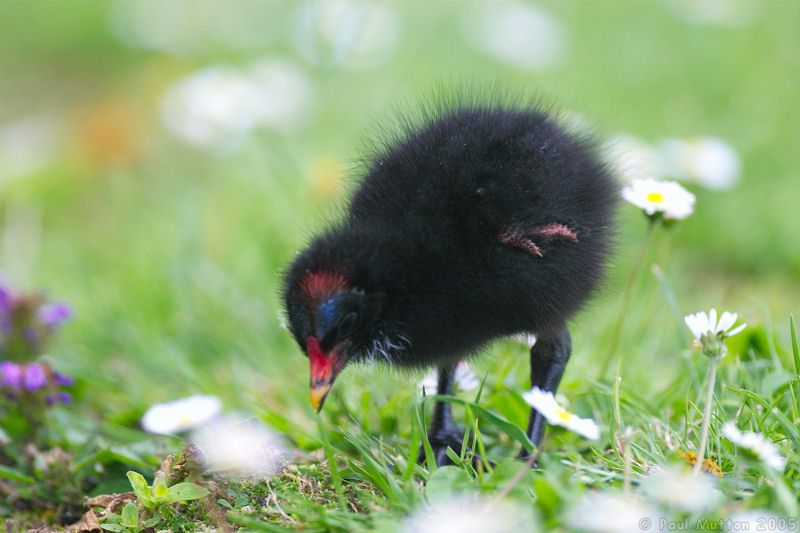 moorhen chick canon 500mm