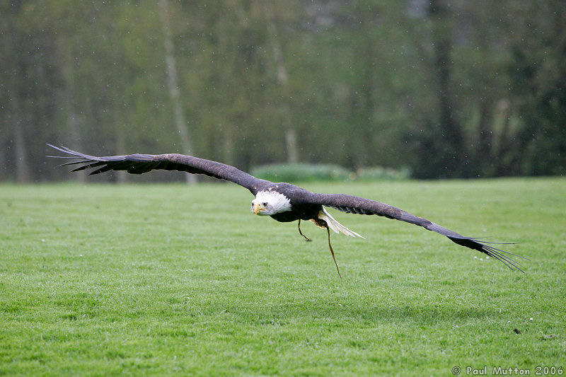 Bald Eagle Flying In Rain T2E8873