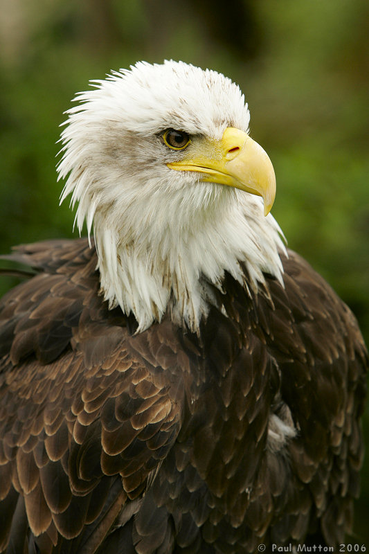 Bald Eagle Headshot T2E9045