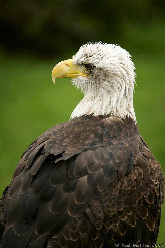 Bald Eagle Profile T2E9061