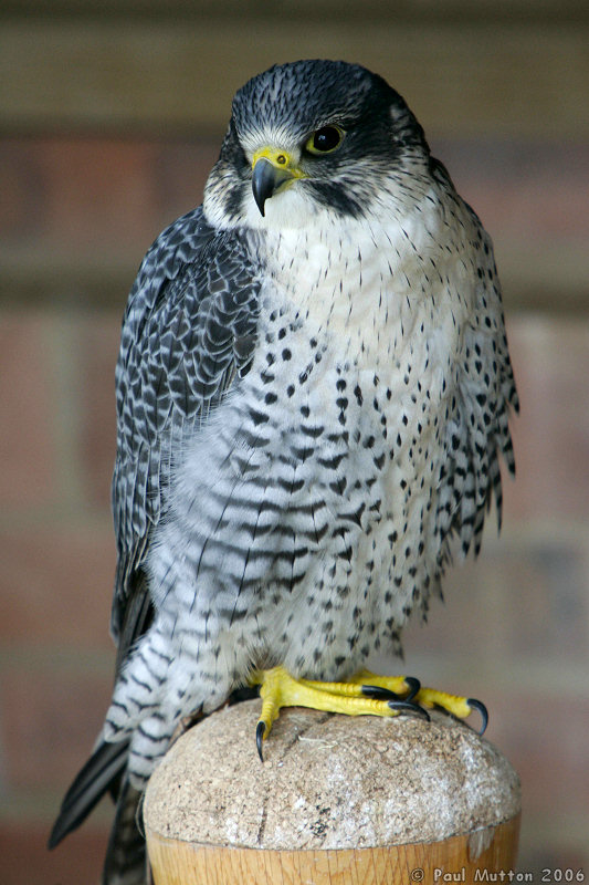 National Bird of Prey Centre