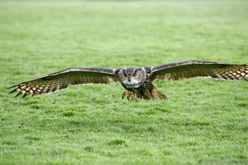 Eagle Owl About To Land T2E8925