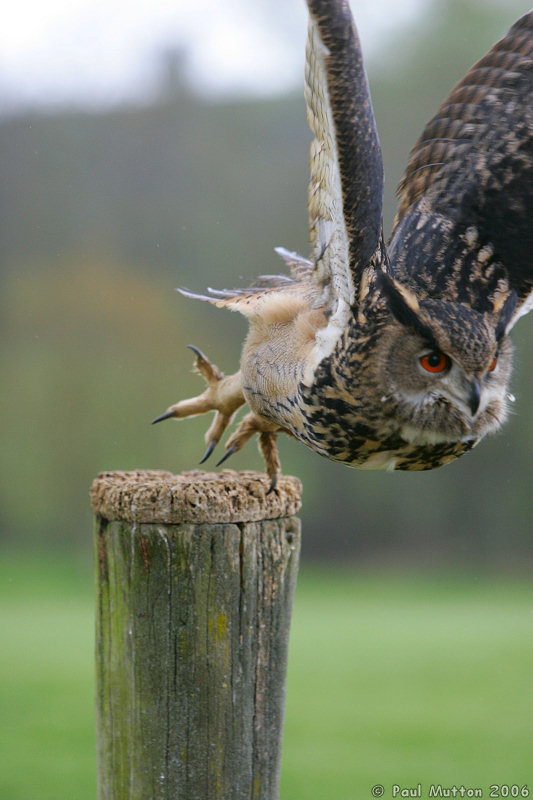 Eagle Owl Taking Off From Post T2E8934