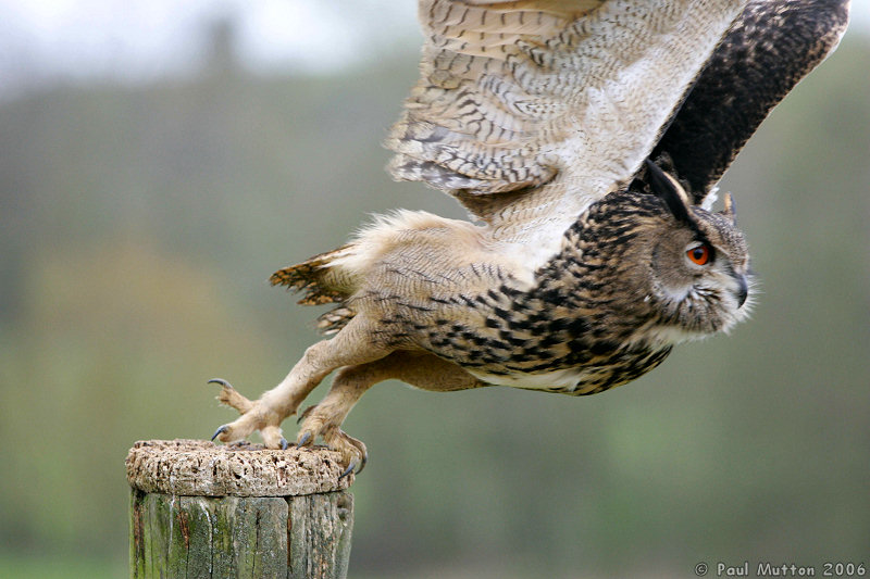 Eagle Owl Taking Off From Wooden Post T2E8907