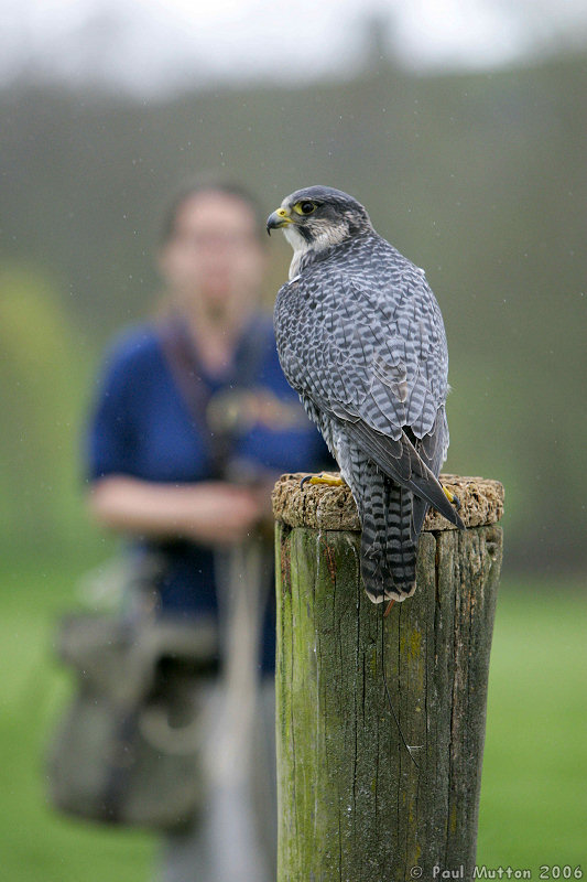 Falcon On Post T2E8943