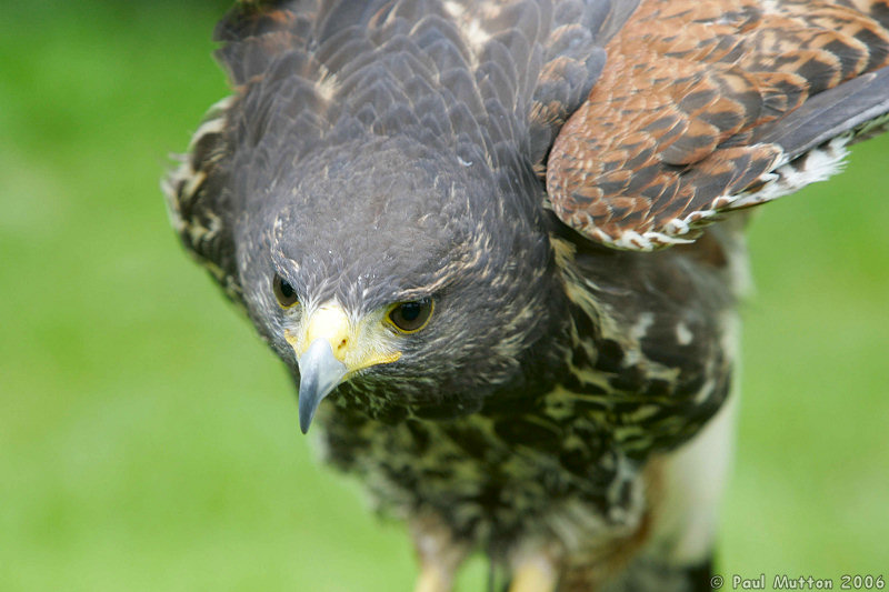 Harris Hawk Striking T2E8734