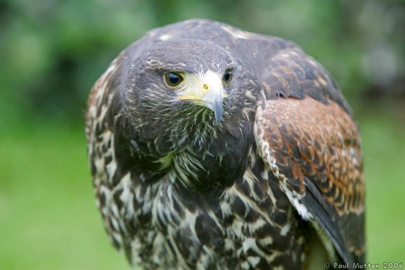 Harris Hawk Watching T2E8735