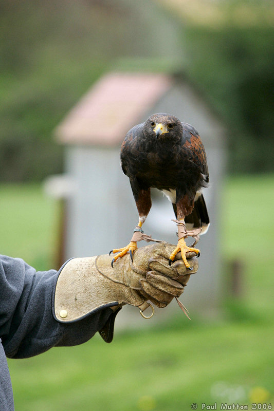 Harris Hawk With Hand Of Trainer T2E8972