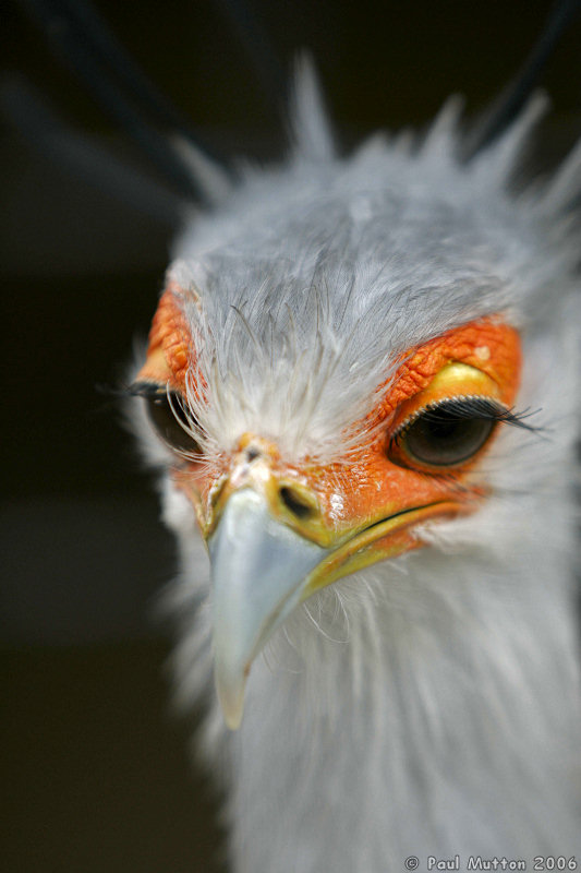 Secretary Bird Headshot T2E8899