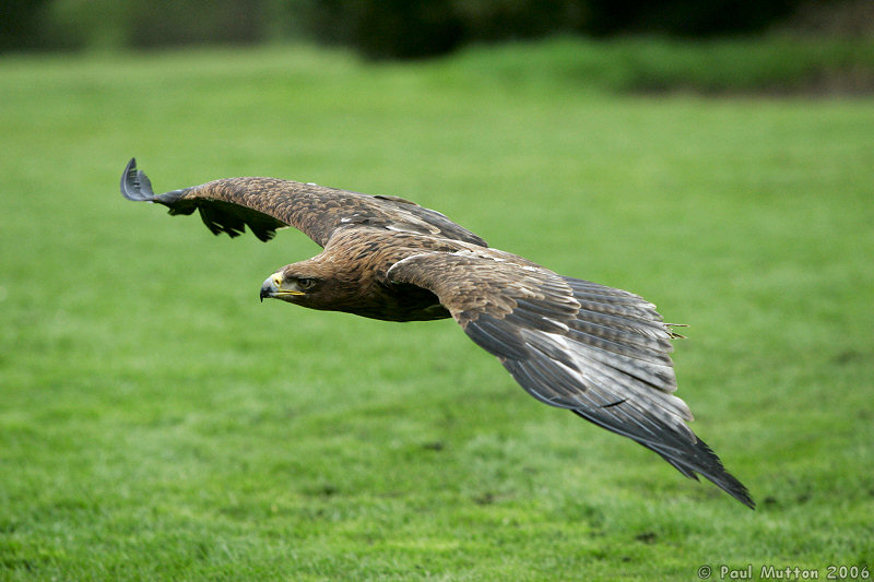 Tawny Eagle Flying Low T2E8983