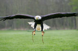 Bald Eagle Landing In Rain T2E8883