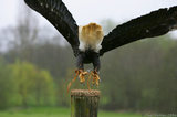 Bald Eagle Taking Off From Wooden Pole T2E8872