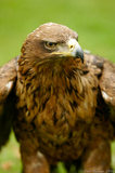 Brown Tawny Eagle Body T2E9041
