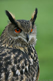 Eagle Owl Eyes T2E8938