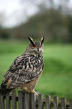 Eagle Owl Sitting On Fence A8V9754