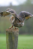 Eagle Owl Taking Off From Post T2E8933
