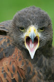 Harris Hawk With Mouth Open Squarking T2E8799