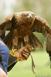 Tawny Eagle Held By Trainer T2E9012