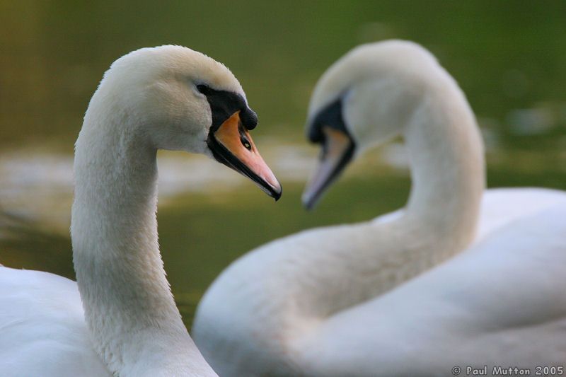 Pair Of Swans IMG 0775