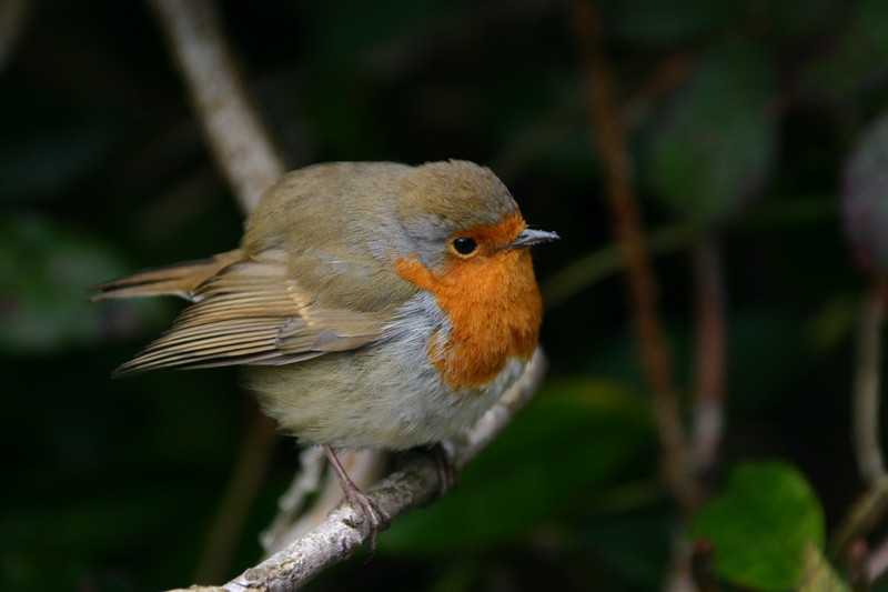 Robin Red Breast IMG 1195