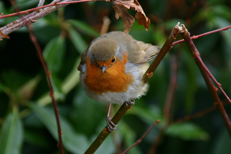 Robin Red Breast In Tree IMG 1211