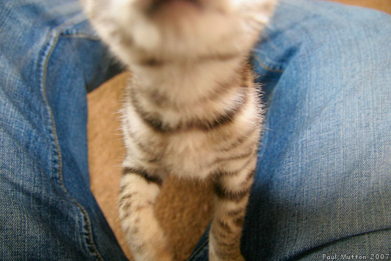 Silver Tabby Kitten Camera Closeup Sniffing IMG 4232