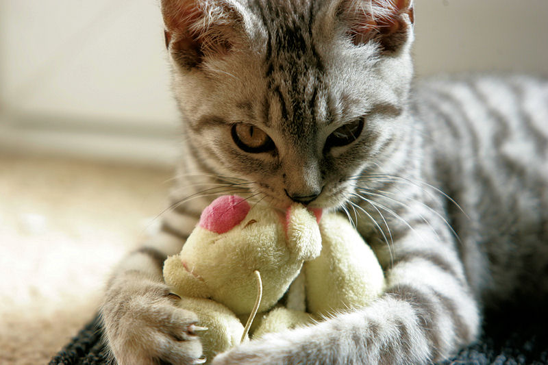 Silver Tabby Kitten Catching Toy Playing A8V4721