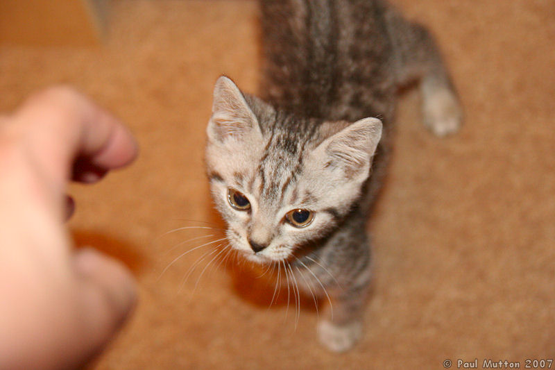 Silver Tabby Kitten Crying IMG 4106