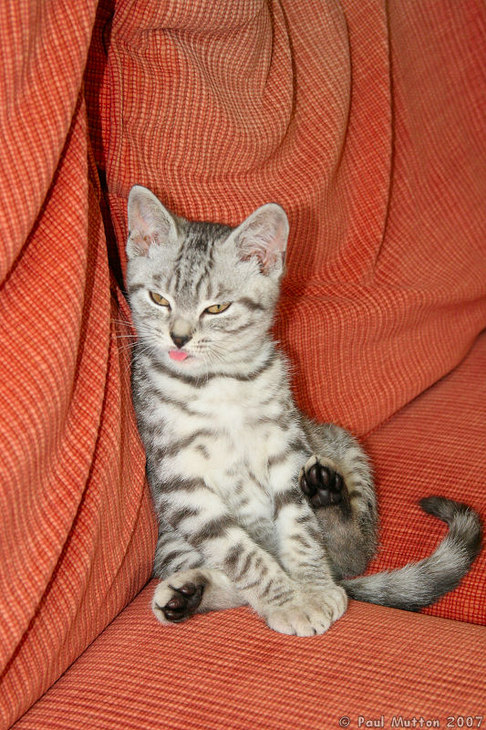 Silver Tabby Kitten Laid Back Cute Tongue IMG 4239