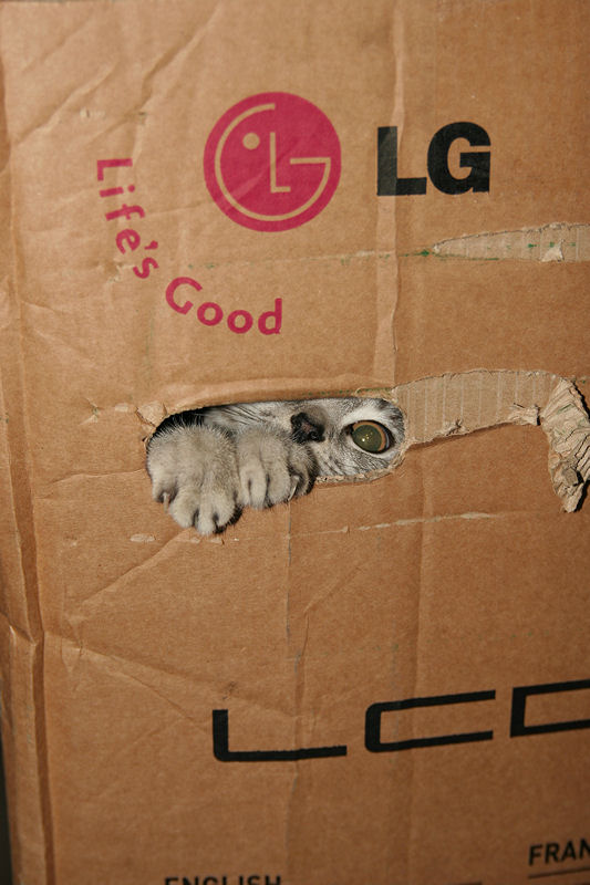 Silver Tabby Kitten Stuck In Box IMG 4355