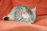 Silver Tabby Kitten Asleep IMG 4242