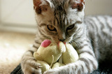 Silver Tabby Kitten Catching Toy Playing A8V4721
