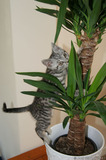 Silver Tabby Kitten Climbing Yukka Plant Tree IMG 4169