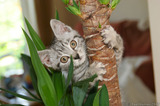 Silver Tabby Kitten Cute Climbing Yukka Plant Tree IMG 4170