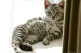 Silver Tabby Kitten Cute Pose Tongue Sticking Out A8V4690