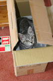 Silver Tabby Kitten In A Box IMG 4228
