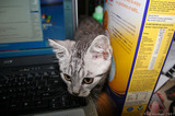 Silver Tabby Kitten Inquisitive Cereal Laptop IMG 4165