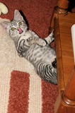 Silver Tabby Kitten Playing Under Table Tongue Out IMG 4309