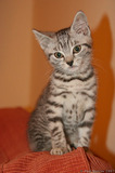 Silver Tabby Kitten Portrait IMG 4120